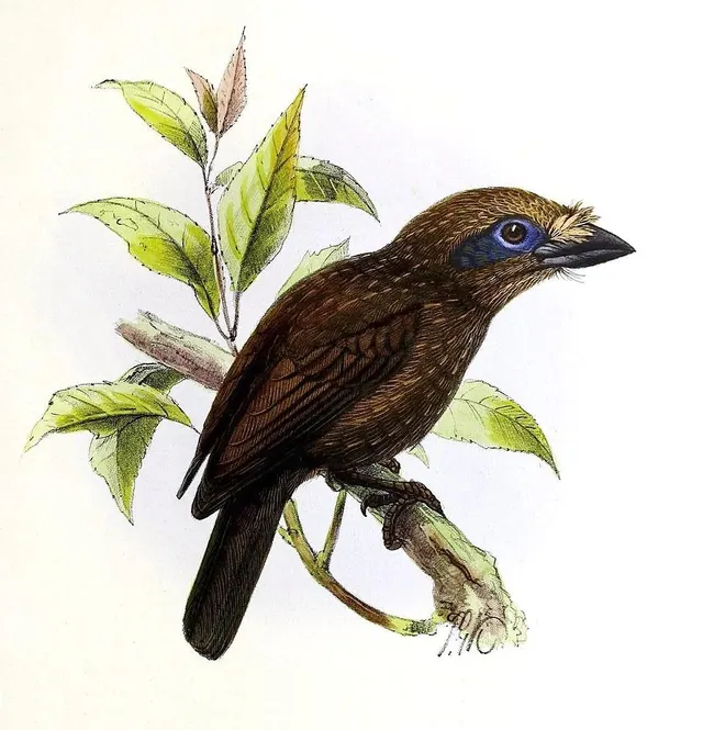 Gymnobucco