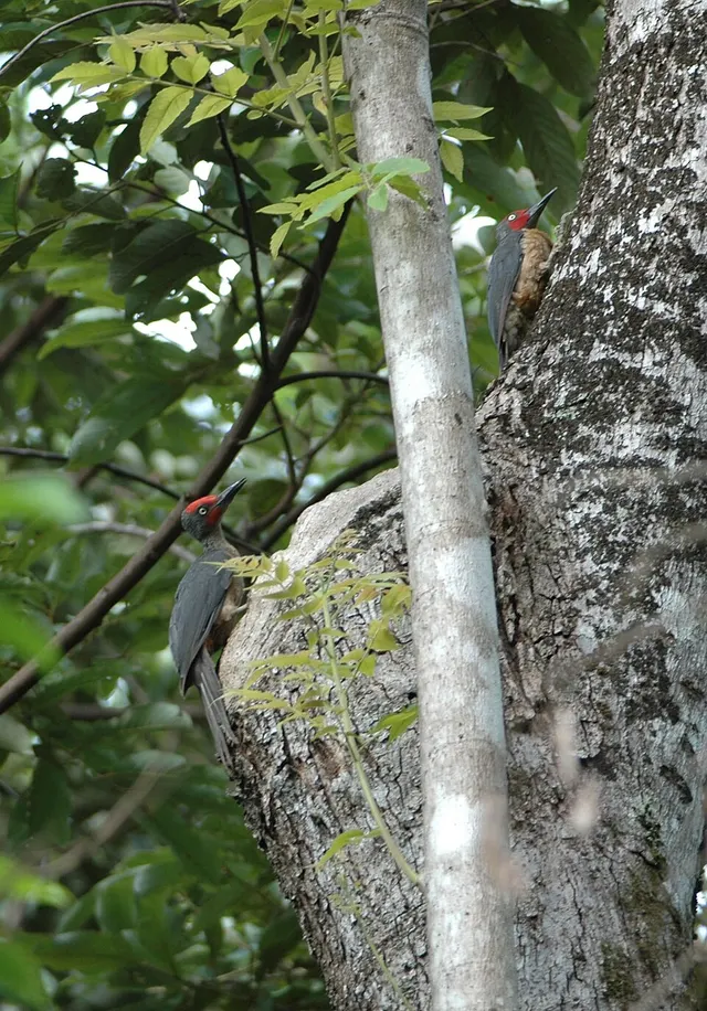 Mulleripicus