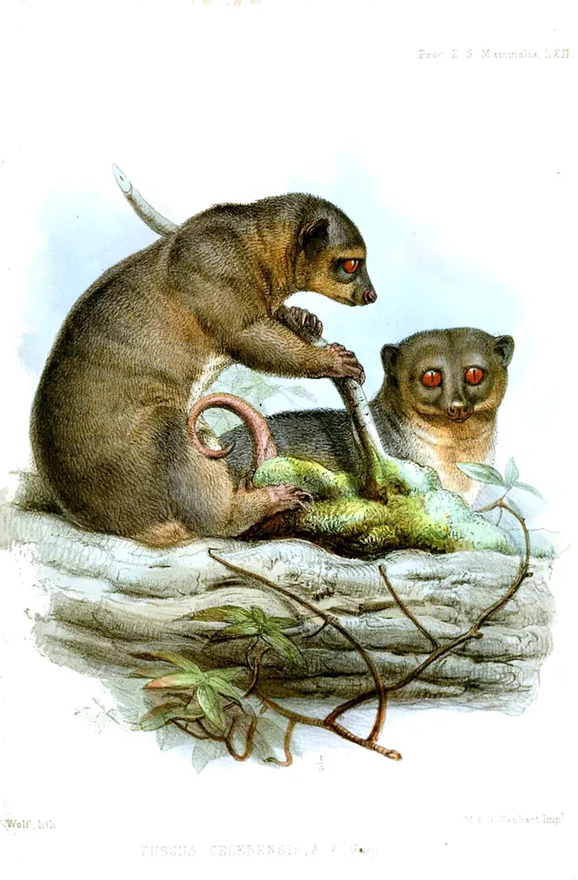 Strigocuscus