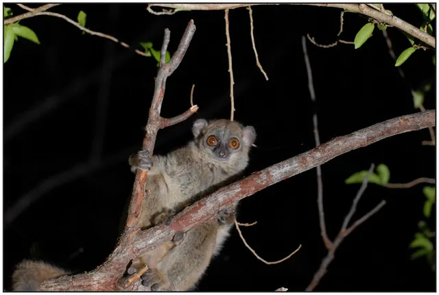 Northern sportive lemur