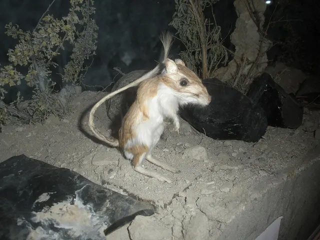 Panamint kangaroo rat