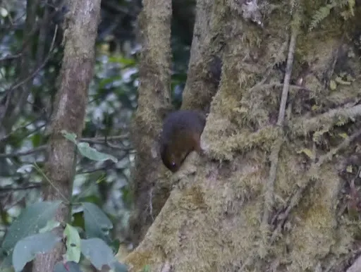 Cooper's mountain squirrel