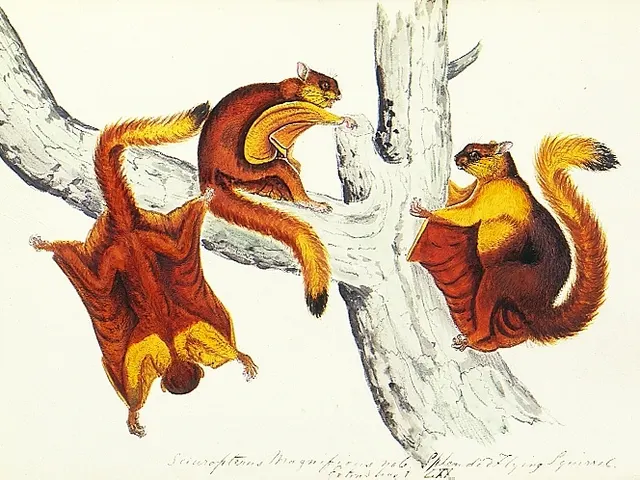 Hodgson's giant flying squirrel
