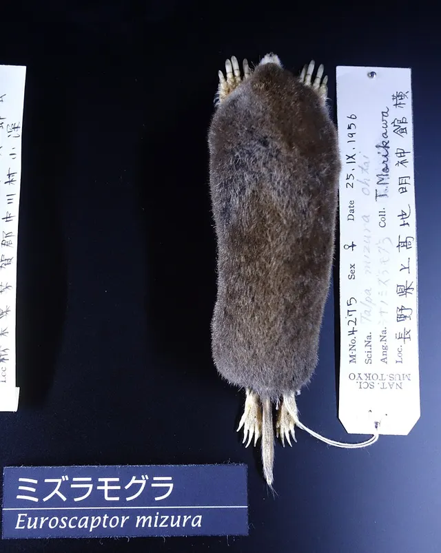 Japanese mountain mole