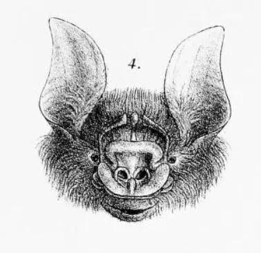 Temminck's trident bat