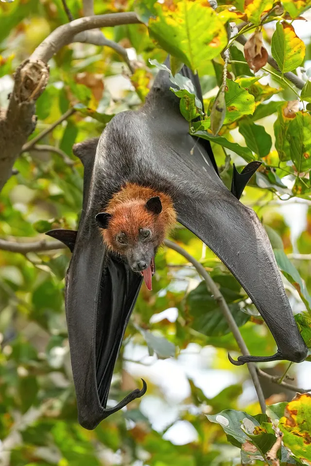 Pteropus giganteus