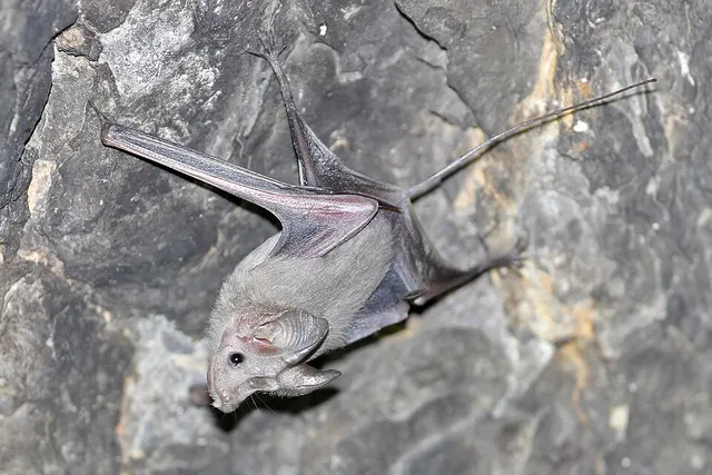 Small mouse-tailed bat