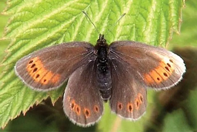 Raetzer's ringlet