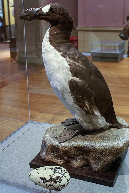Great auk