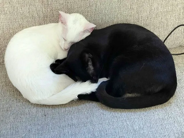 Russian White, Black, and Tabby