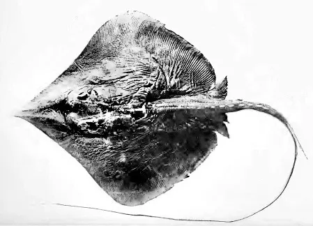 Pale-edged stingray
