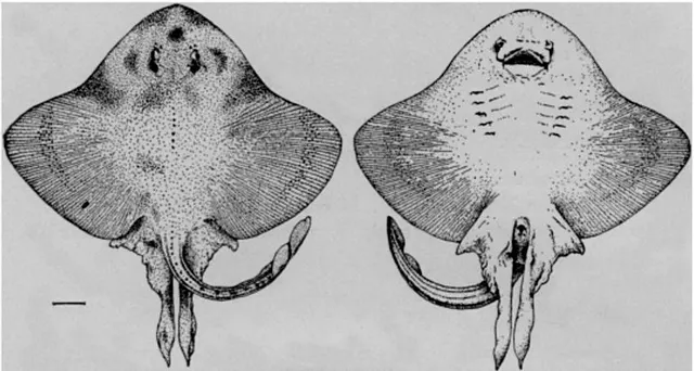 Shorttail fanskate