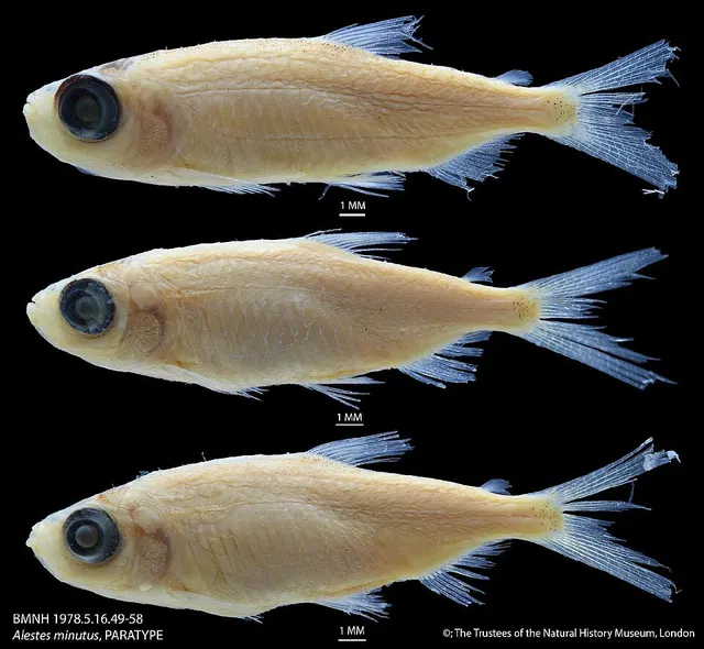 Dwarf Lake Turkana robber