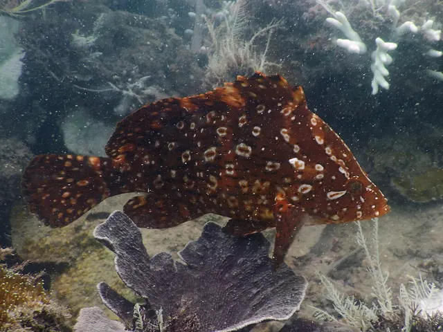 Smooth grouper