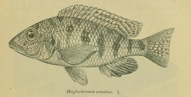 Eclectochromis ornatus