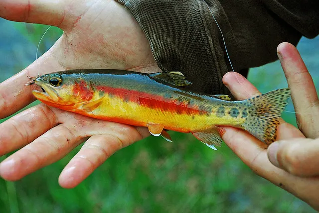 Golden trout