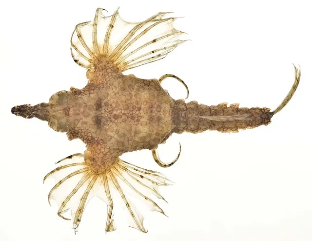 Pégase