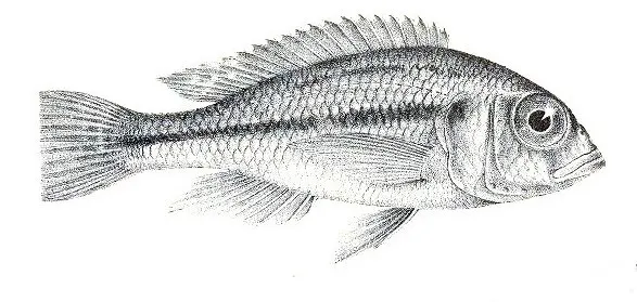 Haplochromis martini