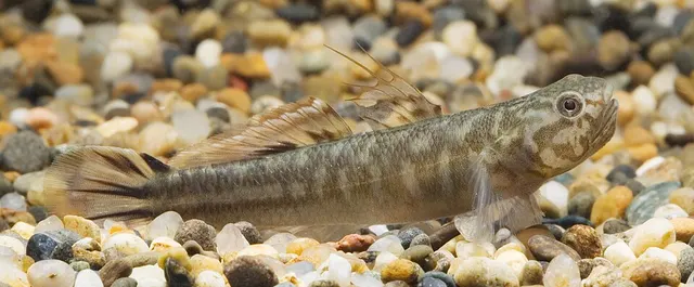 Mugilogobius