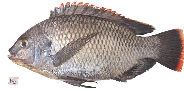 Oreochromis variabilis