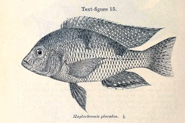 Trematocranus placodon