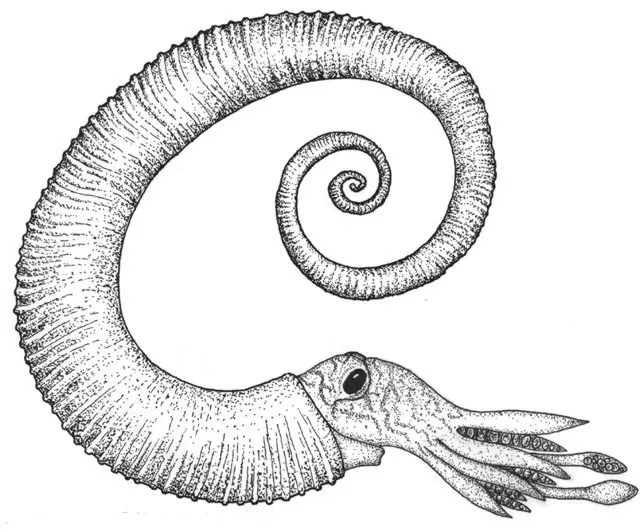 Ancyloceratina