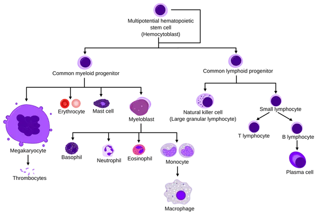 Cellule souche hématopoïétique