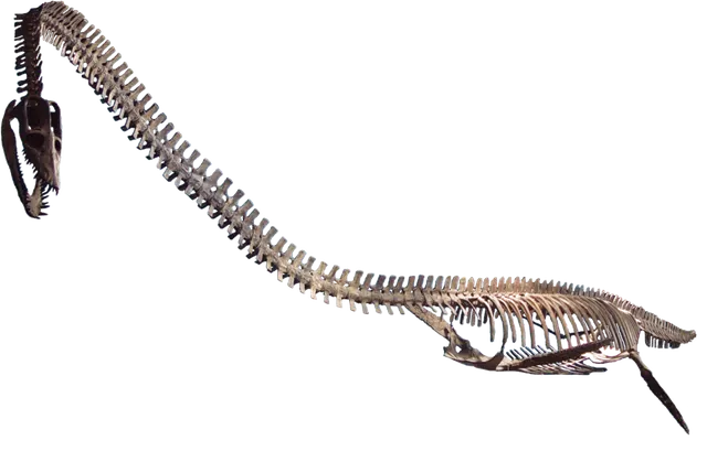 Elasmosaurus