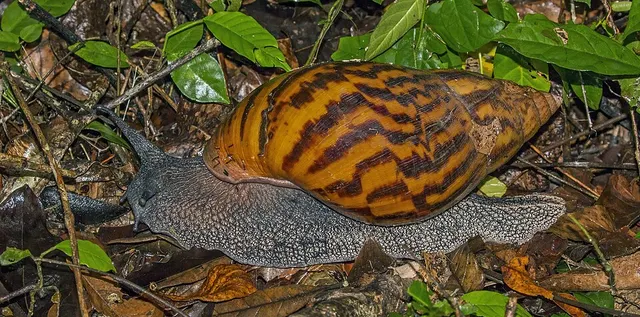 Achatina
