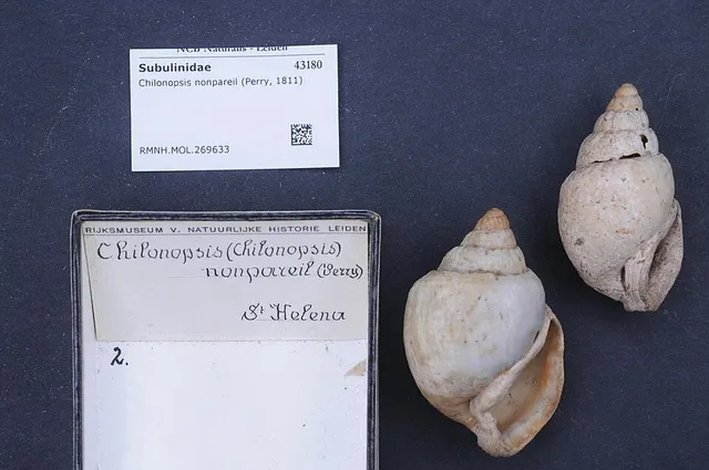Chilonopsis nonpareil