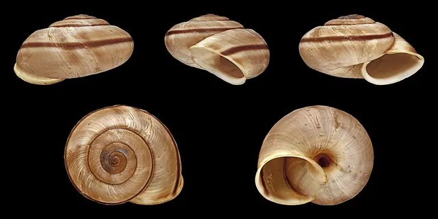 Chilostoma