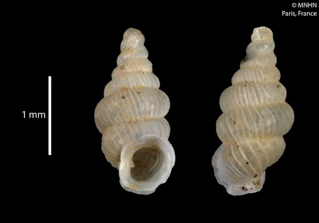 Diplommatina cacuminulus