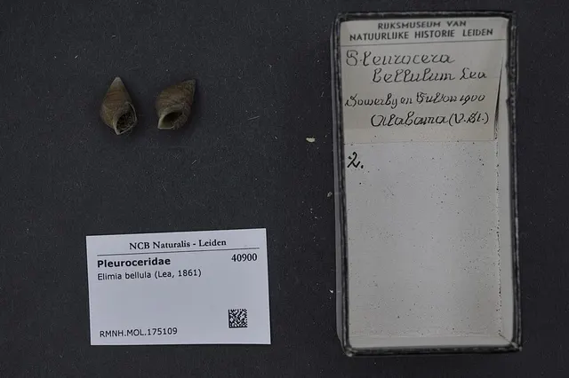 Walnut elimia
