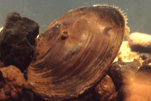 Tar River spinymussel