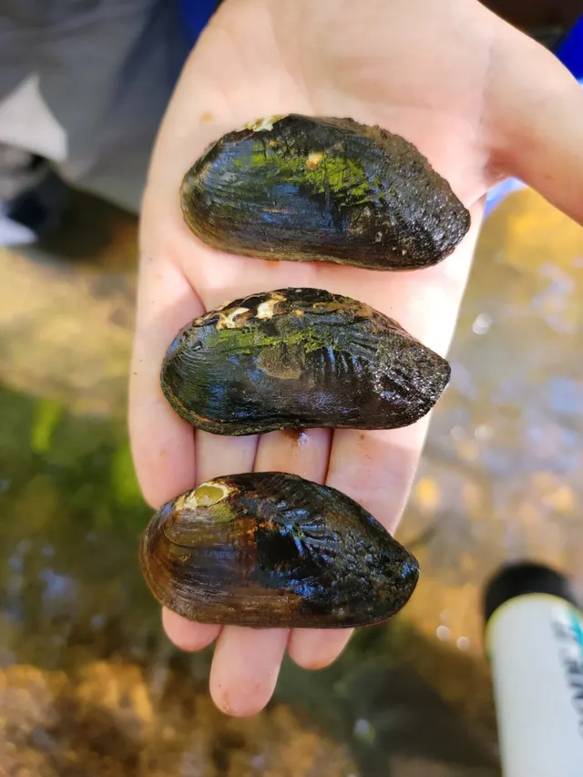Margaritifera marrianae