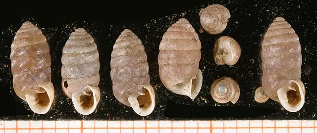 Orcula