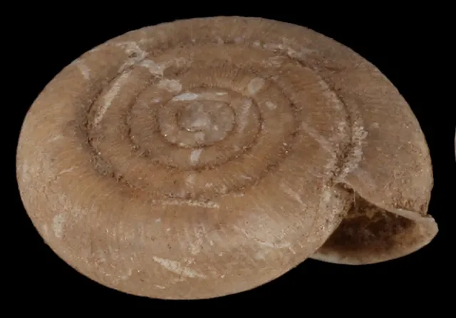 Suboestophora hispanica