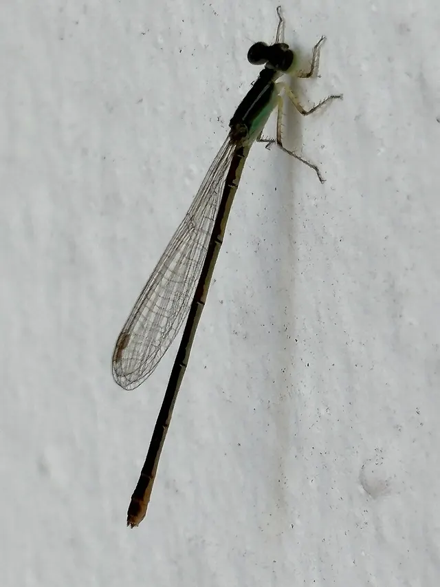 Agriocnemis exilis