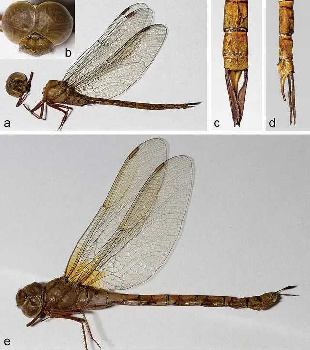 Heliaeschna trinervulata