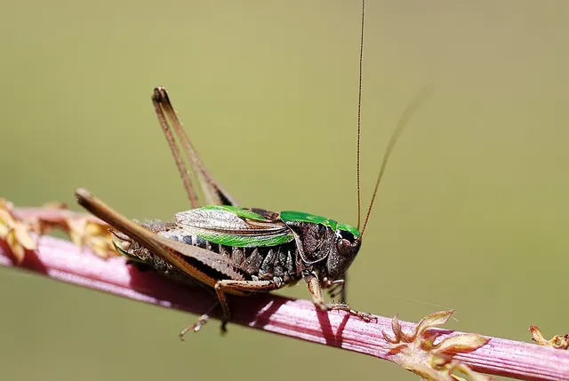 Metrioptera