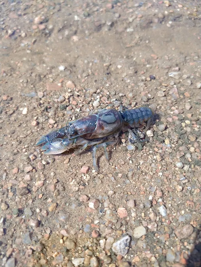 Procambarus steigmani