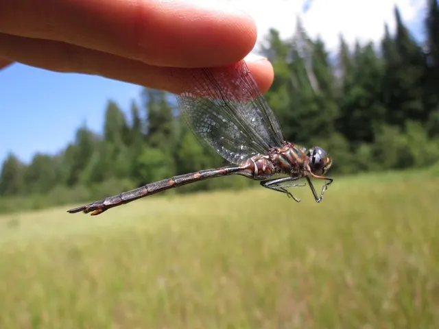 Somatochlora incurvata