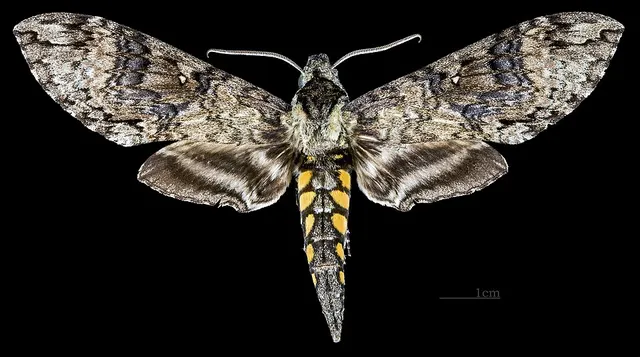 Manduca clarki