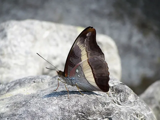 Parasarpa dudu