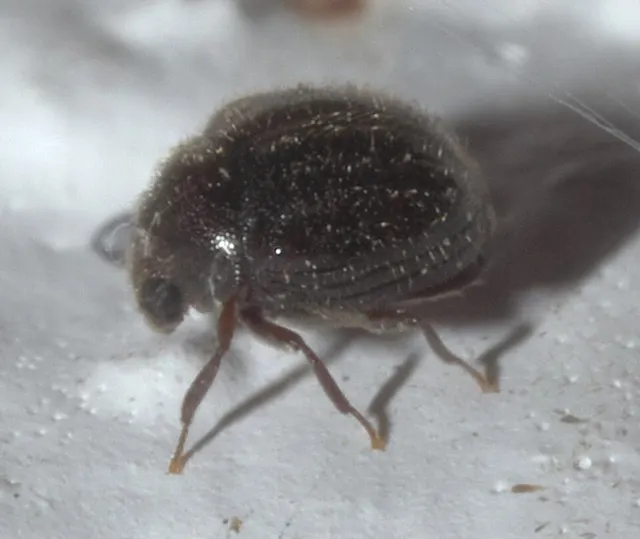 Ptinidae