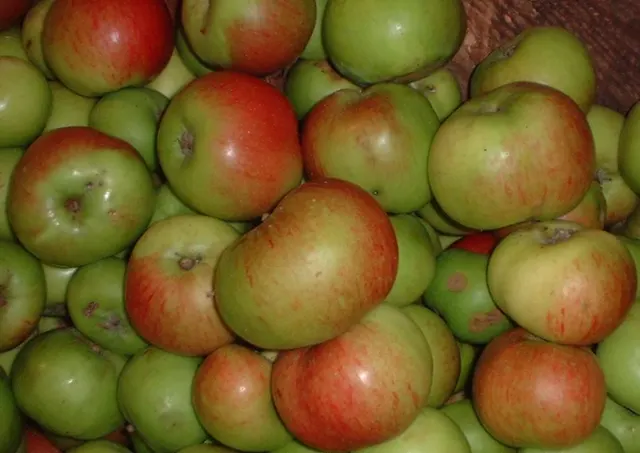 Pomme à cuire