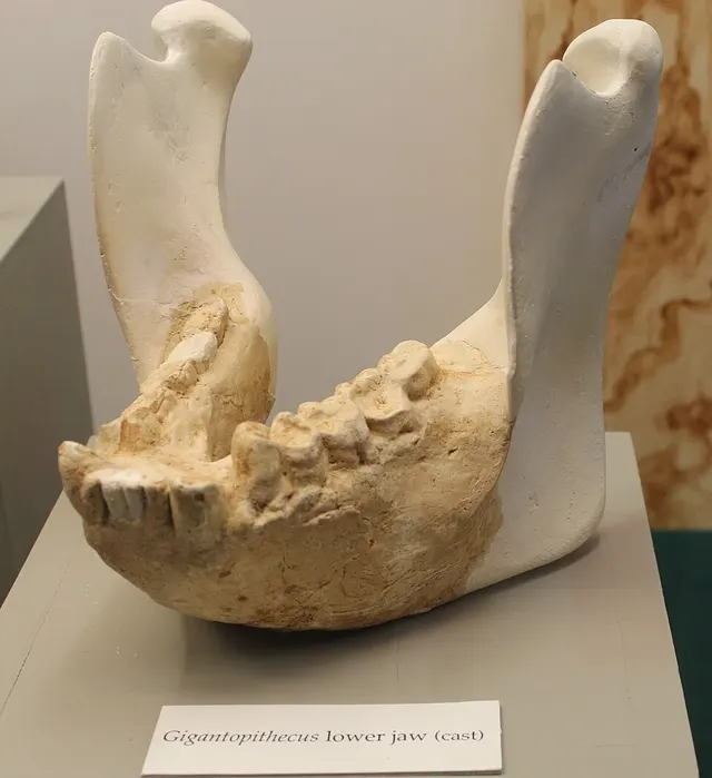 Gigantopithecus