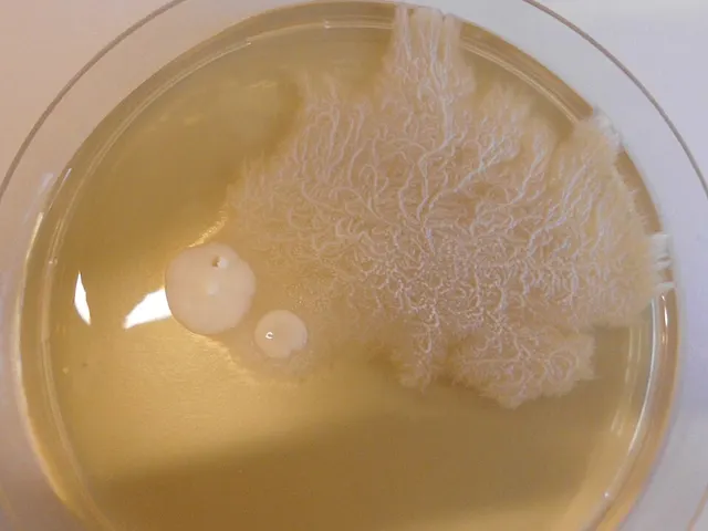 Dimorphic fungus