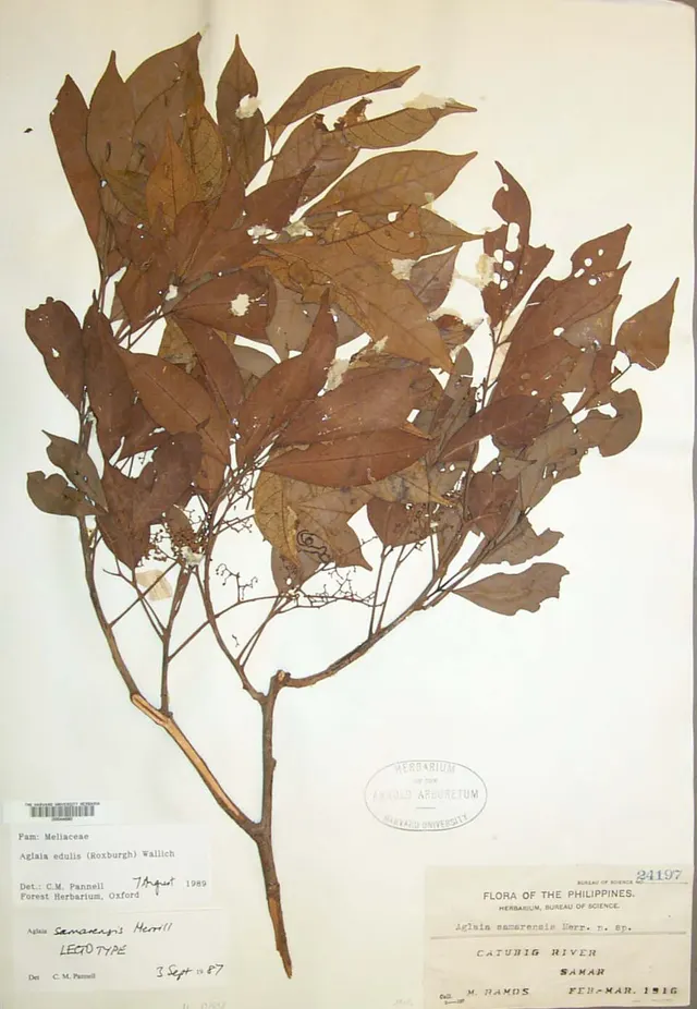 Aglaia edulis