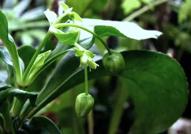 Schiedea trinervis